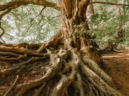 rooted in God