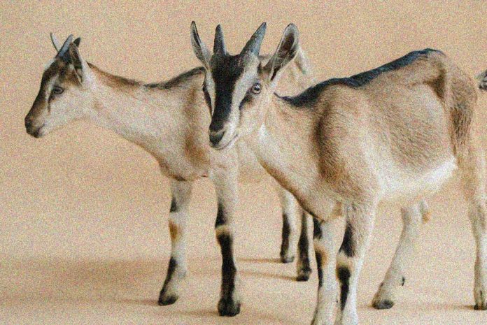Two Goats: The Day of Atonement